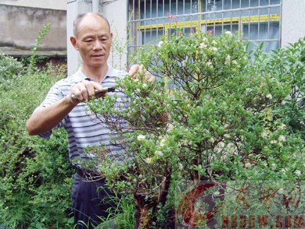 柯尊雄潜心侍弄盆栽