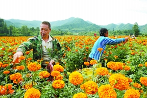 当地花农在家门口摘花，每天收入也有一两百元。 