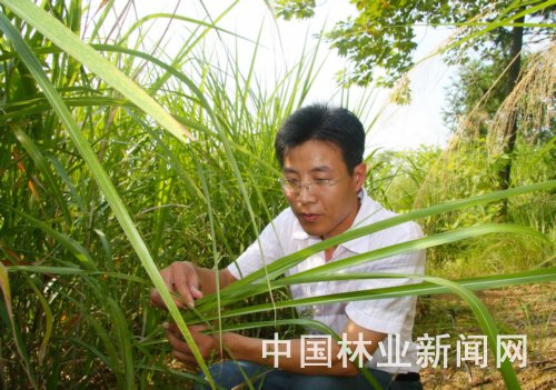图为郑炳松在观察芒草的生长情况。