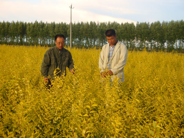 张德山：带领村民栽培绿化苗木发家致富