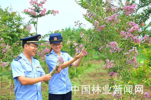 江苏：一村一品打造特色花木专业村