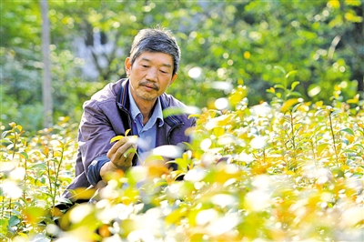 潘苍林每天都会去查看杨桐苗的长势。