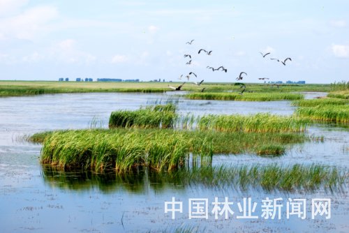 富锦国家湿地公园景色。