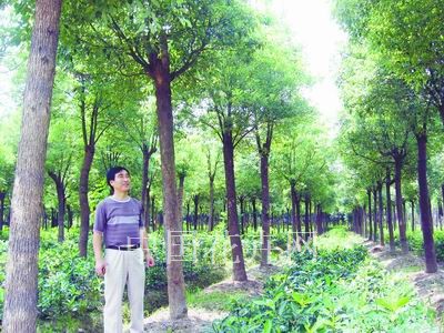 安徽芜湖：香樟和珊瑚套种效益高