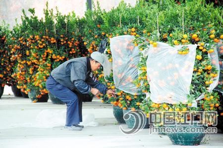 年花涨价花农却转行 广东江门花农两年锐减一半