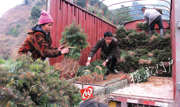 湖南：小小苗木富了红香村