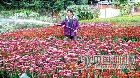 年花涨价花农却转行 广东江门花农两年锐减一半
