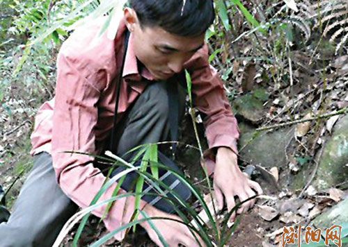 浏阳野生兰遭辣手 山头一株难求