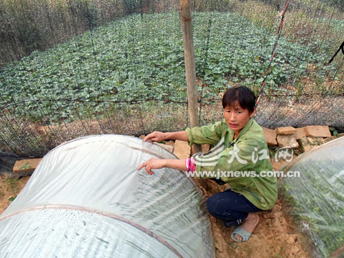 苗木基地薄膜被人捅破