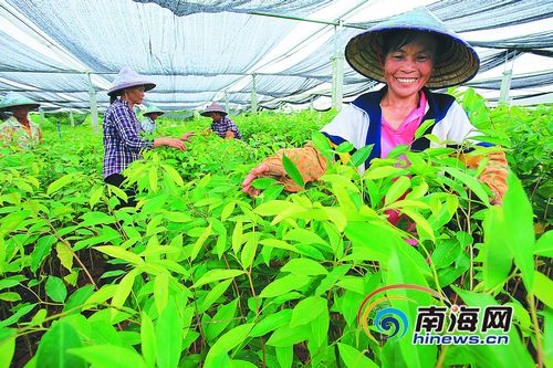 9月25日，定安县雷鸣镇龙坡苗圃基地，工人在对苗木进行常规管理