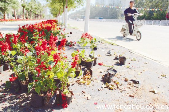 山东:花博会鲜花“遭劫” 两天损失6万多盆