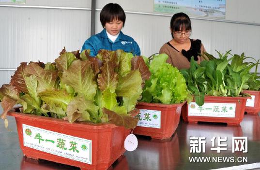 山东省章丘市牛一村蔬菜种植基地送往市场的盆栽蔬菜都有统一的商标和标牌