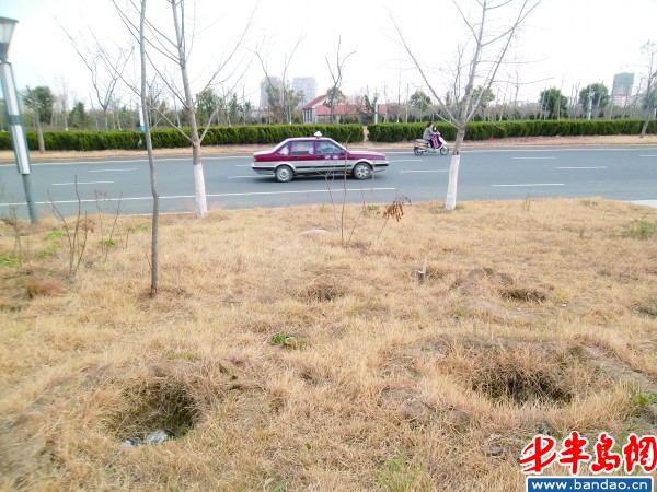 莱山区凤凰西路两侧的绿化带荒草成片,里面到处是树桩和树坑