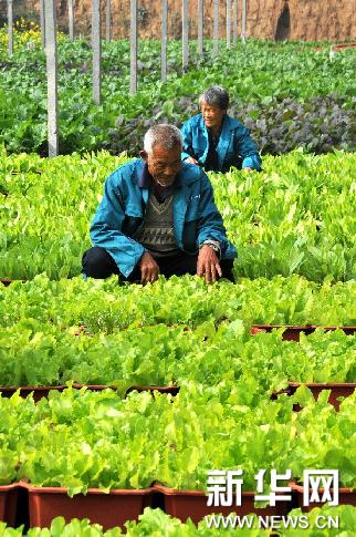 山东省章丘市牛一村村民在盆栽蔬菜种植基地观察蔬菜长势