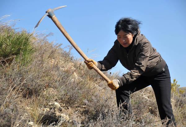 山西:余晓兰造林绿化的路越走越对