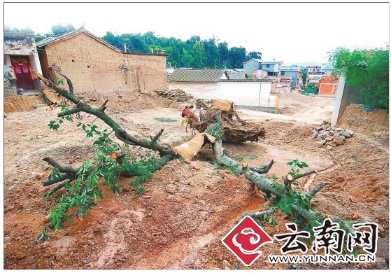 被砍倒在地的古树