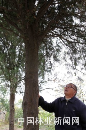 “再见了,伙计。”10月23日,孙加成最后一次巡山,不忘再看一眼35年前自己亲手种植的柏树