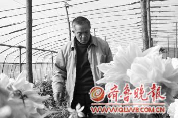 山东德州：养菊状元 幸福并困惑着