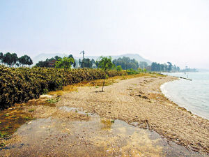 玉溪东大河湿地氧化塘积满淤泥