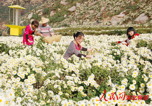 湖北：小小菊花带富麻城黄土岗人