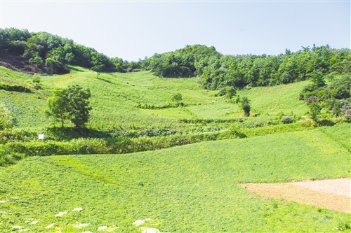 中药材基地