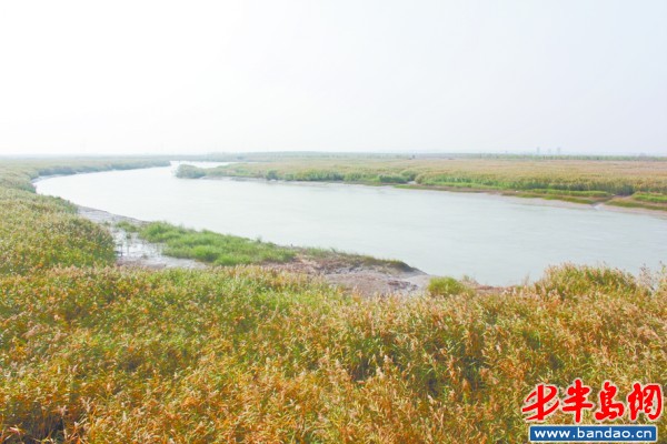 如今的少海湿地植被丰饶