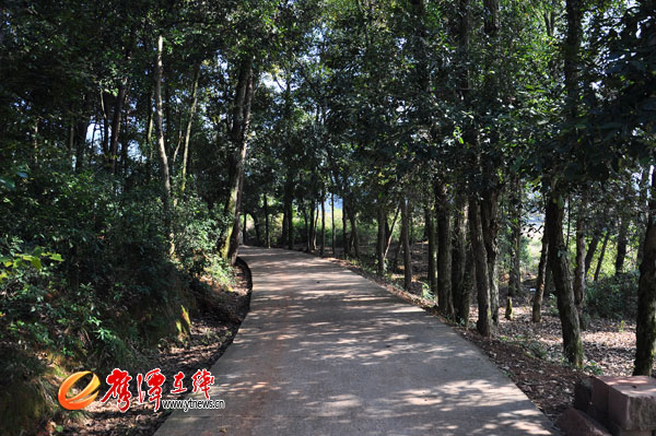 路旁原本都像这样郁郁葱葱