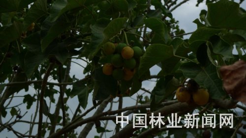 膏桐树枝头挂着沉甸甸的果实