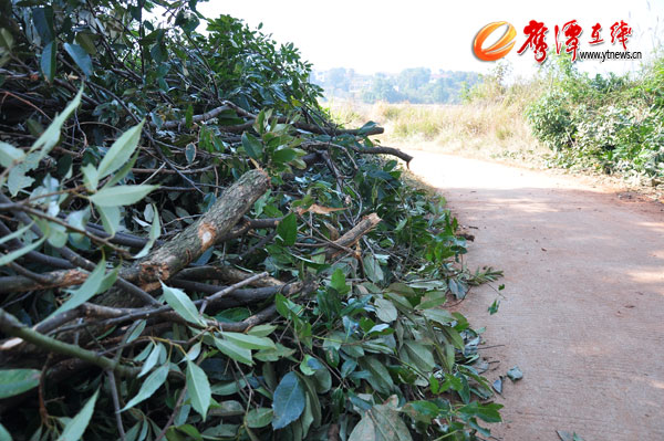 大量遭砍伐的阔叶植木枝桠被堆砌在路旁
