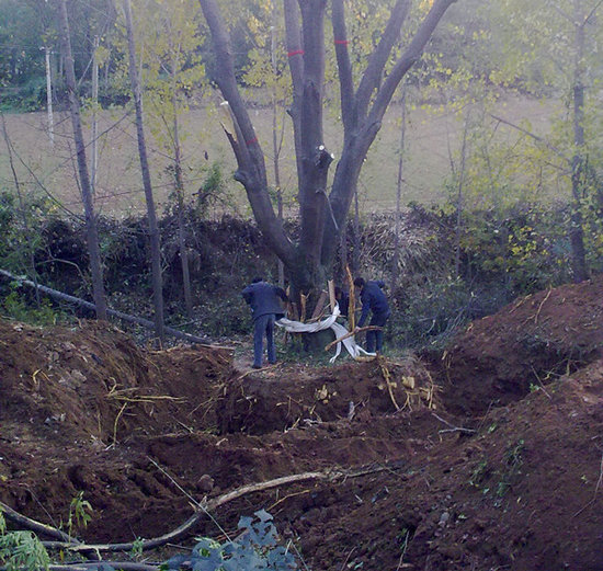 河南确山百年皂角树惨遭砍伐