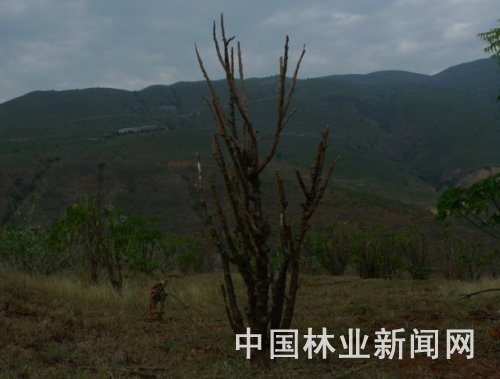 枯死的膏桐植株