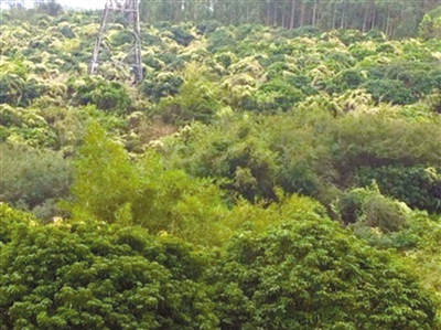 “植物杀手”薇甘菊泛滥 珠海斗门各镇均有分布