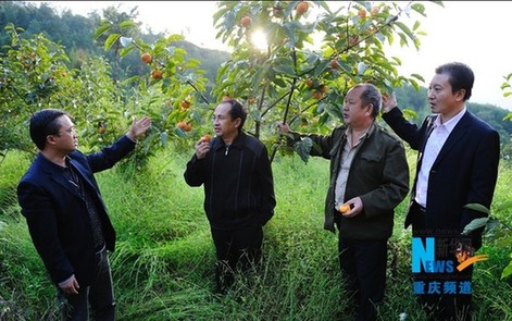 10月17日,杨大可在种植户田里向从成都赶来买苗的种植户介绍甜柿品种
