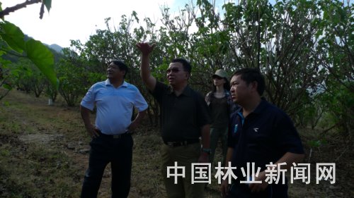 郎南军(中)和李光忠(左)等人为膏桐的命运忧心忡忡