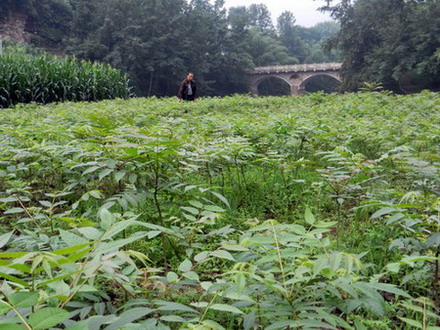 石安镇香椿育苗基地之一