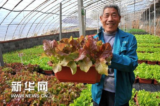 在山东省章丘市牛一村蔬菜种植基地，菜农牛峰岐在展示即将上市的盆栽蔬菜