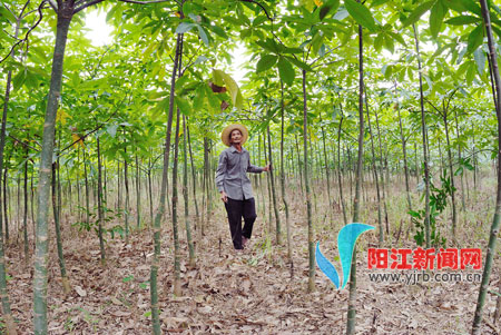 种植发财树使邓修亮走上致富路