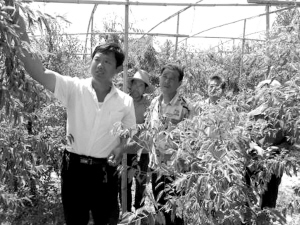 刘国利(左)在冬枣大棚指导枣农技术管理