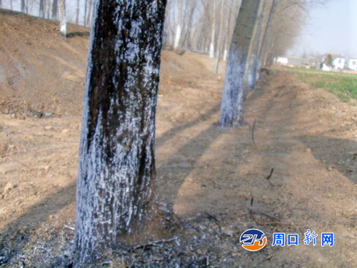 河南:西华县农田水利建设为省事造成村民树木被烧死