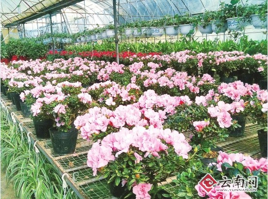 云南:呈贡斗南推进“一体两翼”战略 打造亚洲花都