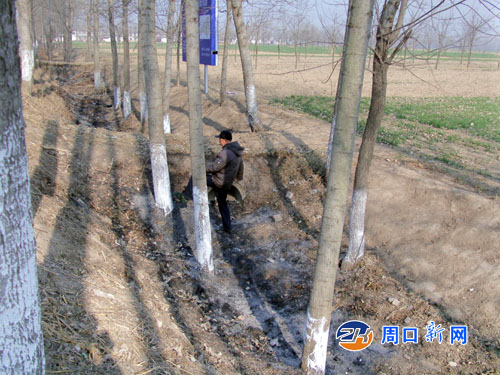 河南:西华县农田水利建设为省事造成村民树木被烧死
