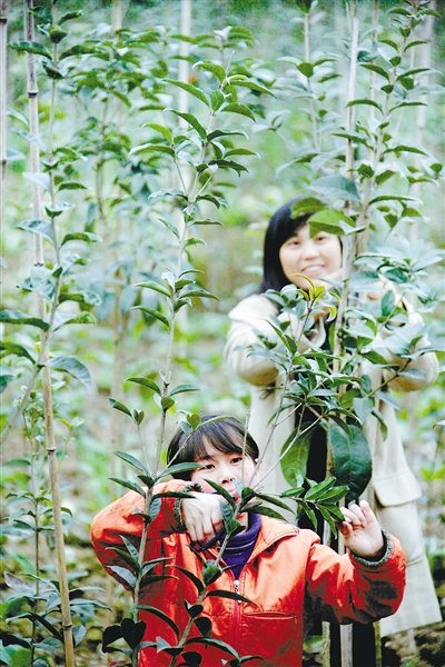 福建：福清花卉产业去年产值超亿元