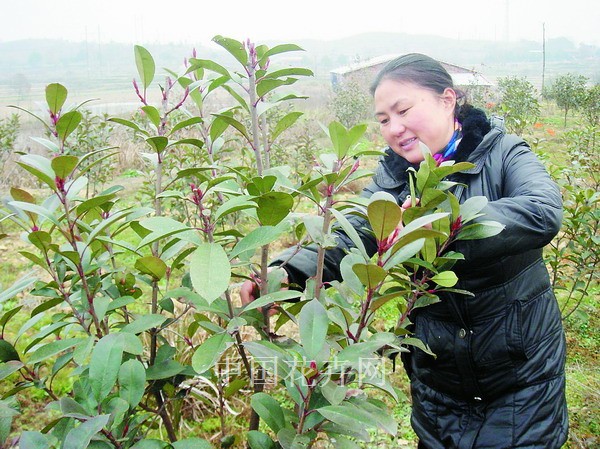 曹科永：填补当地苗木企业的空白