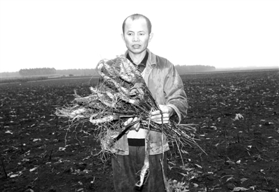 广东湛江：数万棵发财树疑因选错肥料导致枯死