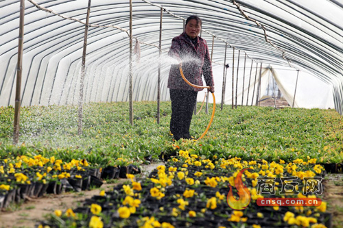 河南商丘：农民从花木种植中得到实惠