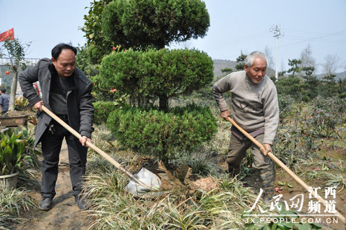 易明珠（左一）在带领村民种植苗木。