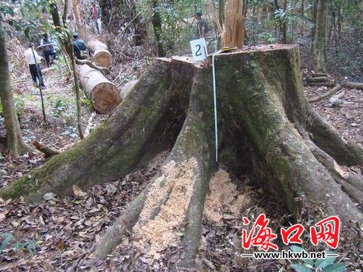 海南毁林案