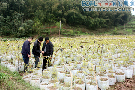 大学生村官宋虎（中）与业主在花卉基地交流