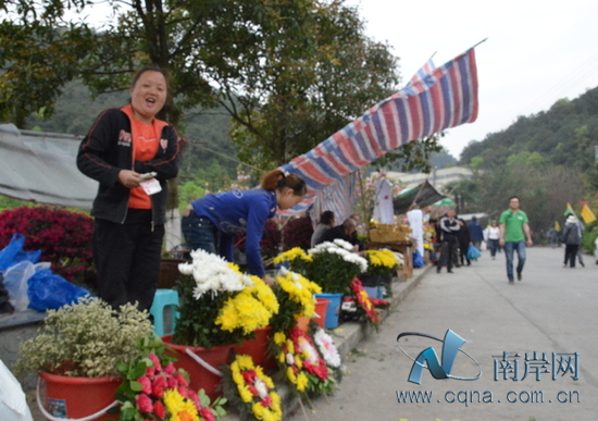 清明节菊花热卖 南山花农笑了