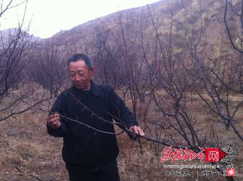 杏树含苞待放 老全喜上眉梢